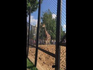 В Московском зоопарке умер 30-летний жираф Самсон.  В дикой природе жирафы живут 10-15 лет.  Самсона привезли в..