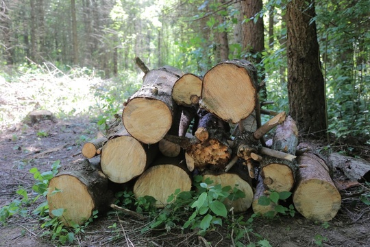 🌳🌲 Городской округ Коломна вновь присоединился к проекту «Чистый лес» партии «Единая Россия». Сотрудники..