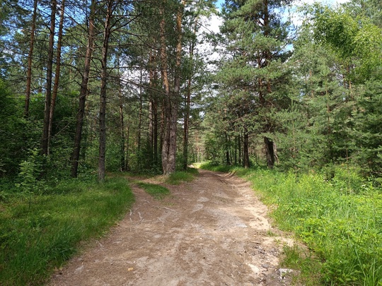 🌳 Друзья, приглашаю вас в незабываемый трекинг-поход по живописным лесам Владимирской области! 13 июля 2024..