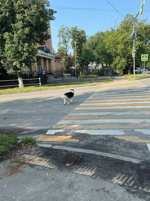 Помогаем информационно! Поиск хозяев  Жуковский, Московская область, 16 июля замечена собака у мфц, трогать..