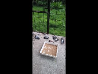 Крик о помощи,помогите спасти голубей два десятка уже похоронили,хозяин бухает и устроил..