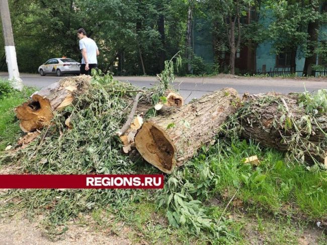 Аварийное дерево ликвидировали на западной стороне в Пушкино  На западе Пушкино коммунальные службы..