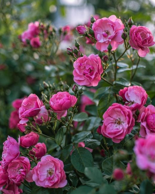 Розы на ВДНХ 🌹  Фото:..