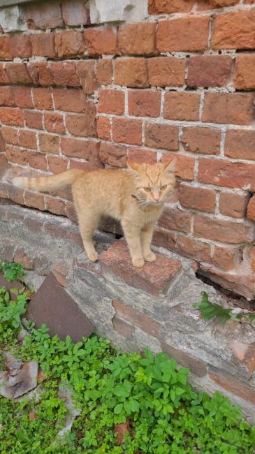 Пропала кошка!!! 
По кличке Лисса 
В г.Орехово-Зуево , район карболит. 21 июля выпала с окна ,больше ее не видели..