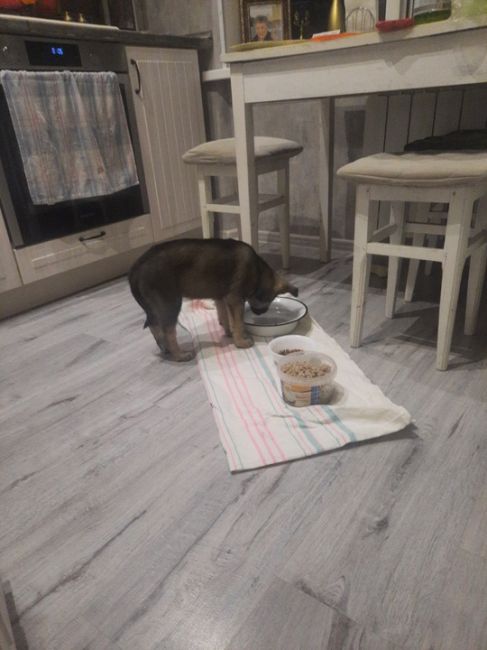 В микрорайоне Климовск, на ул. Рощинская 7/27 ночью с балкона выбросили щенка. К счастью щенок выжил и попал в..