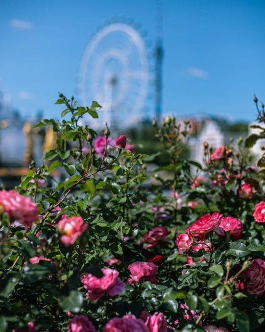 Розы на ВДНХ 🌹  Фото:..