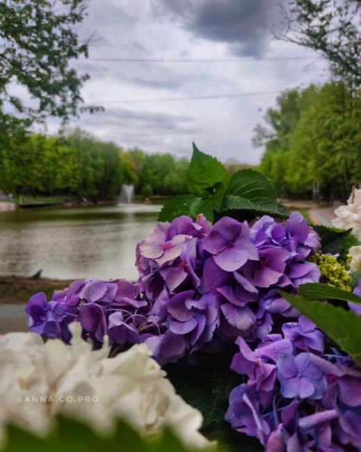 📷📍ПКиО "Ивановские пруды", 
г. Красногорск, май 2024.  Дорожки парка так и зовут гулять по ним...