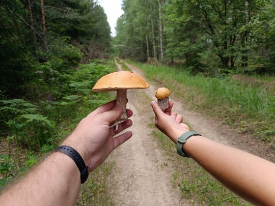 🌳 Друзья, приглашаю вас в незабываемый трекинг-поход по живописным лесам Владимирской области! 13 июля 2024..