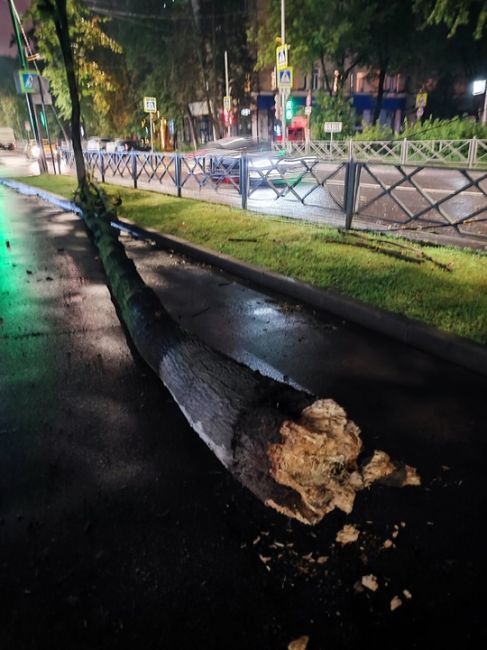 А вот и деревопад опять начался…
В районе пересечения Московской и Аптечной рухнуло дерево, оборвав провода..