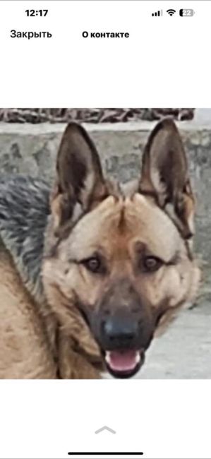 Потерялась собака в районе Капустино , зовут Эльза , не кусается убежала из дома если кто то видел или что то..