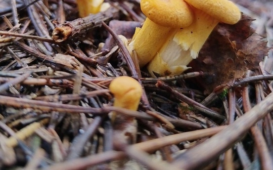 ГРИБНОЙ УЛОВ 🍄‍
Грибник в группе есть? Делитесь своим уловом... Мы тут чуть-чуть..