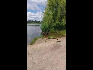 Фото своих домашних животных в комментарии..