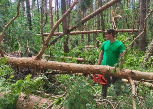🌲🌲 В коломенских лесах продолжают устранять последствия июньского урагана  После июньского урагана в..