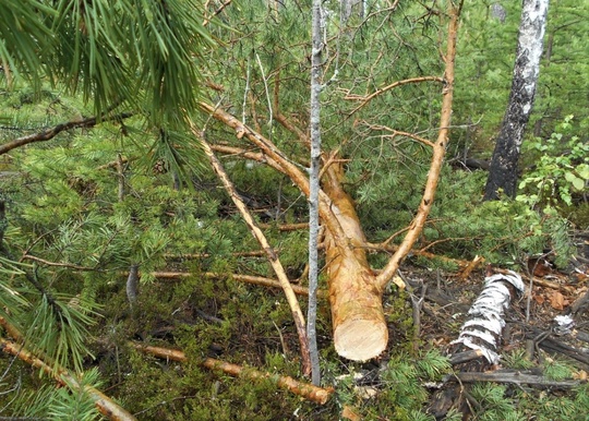 🌲🌲 С начала года в Подмосковье возбуждено 15 уголовных дел за незаконную рубку лесных насаждений, об этом..