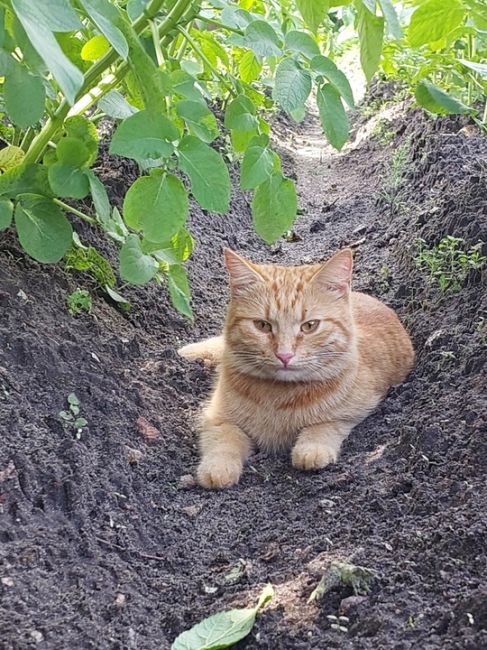 Пропала кошка!!! 
По кличке Лисса 
В г.Орехово-Зуево , район карболит. 21 июля выпала с окна ,больше ее не видели..