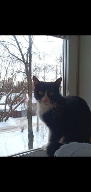 г  Королёв, Толстого 6 пропала кошка Симона , упала  с 3 этажа со стороны финских домов,  я искала, но так и не..
