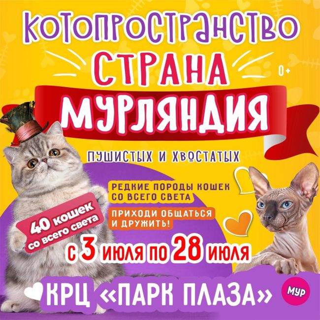 ЭЛЕКТРОСТАЛЬ! Только с 3 по 28 июля! «Страна Мурляндия» - выставка котиков и кошечек необычных пород со всего..