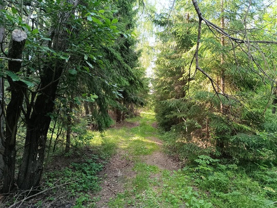 🌳 Друзья, приглашаю вас в незабываемый трекинг-поход по живописным лесам Владимирской области! 13 июля 2024..