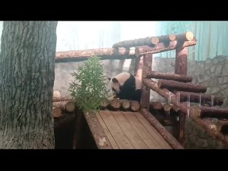 Появились новые видео с очаровательной пандой Катюшей из Московского зоопарка. 
«Катюша проверила все..