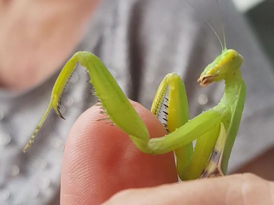 🦗🕷 Богомолы, пауки-осы и другие необычные животные появились в Подмосковье из-за жары  Жаркое лето стало..