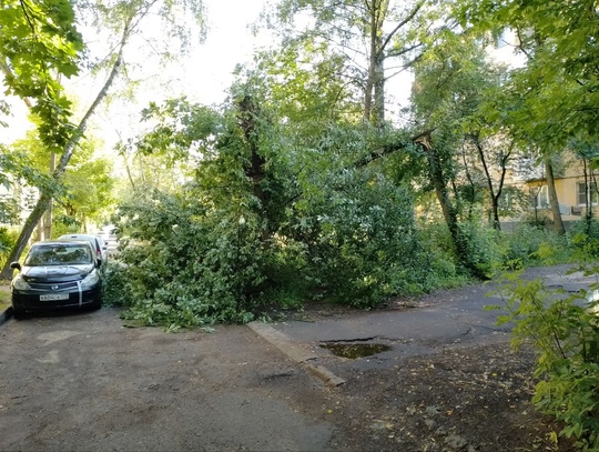 Доброе утро. Упало дерево на дорогу. Климовск, ул. Рожкова, возле д...