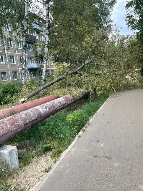 Бирюкова 17,за домом упало дерево, надеюсь не на..