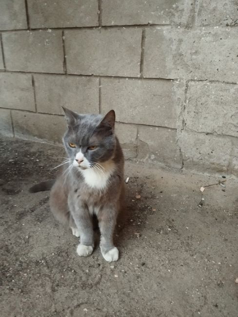Котик ищет хозяев! 
Был обнаружен ещё осенью в подвале жилого дома на Дергаевской. Кот кастрированный, серого..