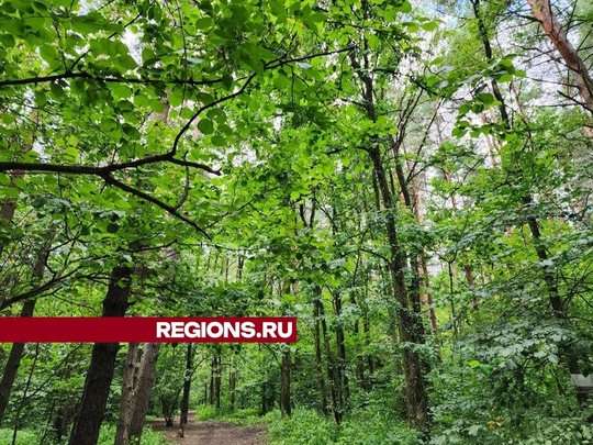 С начала года сотрудники Мособллеса провели в Подольске двести шестьдесят шесть патрулирований лесных..