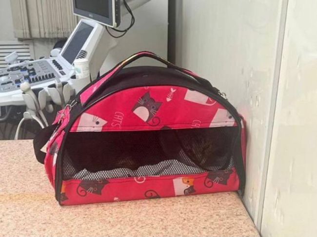 Ветеринары в Пушкино вытащили более 20 пуль из замученного хулиганами кота  Котика по кличке Морж, который..