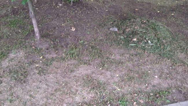 На улице 40 лет Победы практикуется новый способ стрижки газона - "налысо". Состригают траву и заодно немного..