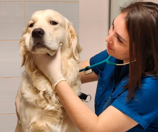 В Ветеринарную клинику Аргос [club221667078|@vetargos] в Одинцово требуются ассистенты ветеринарного..