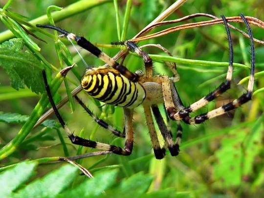 🦗🕷 Богомолы, пауки-осы и другие необычные животные появились в Подмосковье из-за жары  Жаркое лето стало..