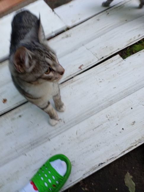 Товарищи друзья чей кот. Очень красивый и голодный. По вечерам приходит в мой огород. Подкармливаю. К себе..