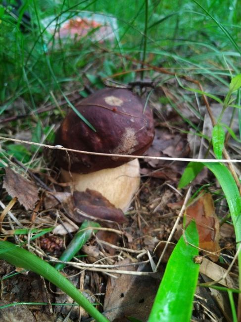 ГРИБНОЙ УЛОВ 🍄‍
Грибник в группе есть? Делитесь своим уловом... Мы тут чуть-чуть..