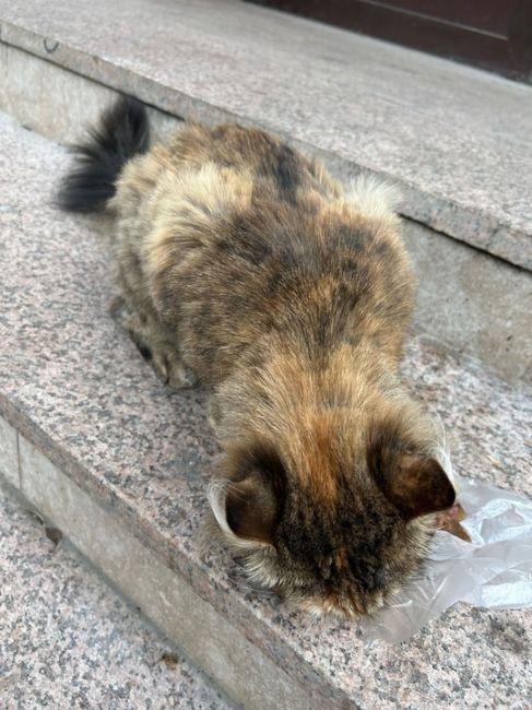 Найдена кошка в районе Новомытищинский 80к2 
Стриженая, очень ласковая 
К себе забрать не могу, у самой 4..