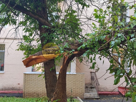 Сегодня во время кратковременного ливня, на Московской 13А, дерево упало на ларёк, повредив его крышу...