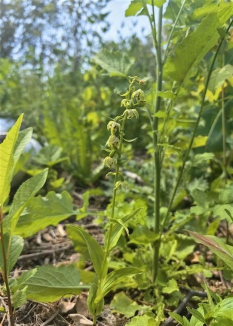 🌱 Редкую орхидею обнаружили недалеко от Коломны  В Ступинском лесничестве, к которому относятся и..