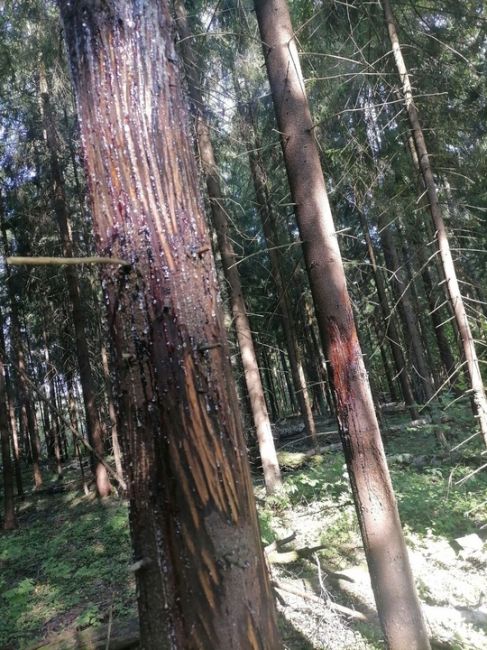 Добрый день. Вчера решили погулять по лесу. Обратили внимание на необычные заметки на стволах деревьях...