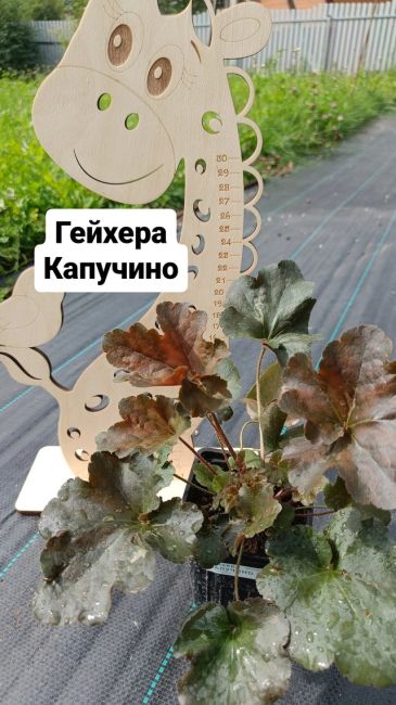 Вас приветствует семейный питомник растений Аритель 🌿  У нас вы найдёте саженцы ягодных культур и..