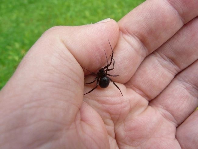 Энтомологи отмечают рост количества ядовитых пауков в Подмосковье. 
В регионе существует несколько видов..