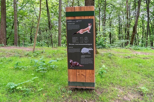 Глава Подольска:  В «Дубровицком лесу» теперь есть пространство для прогулок. При поддержке Губернатора..