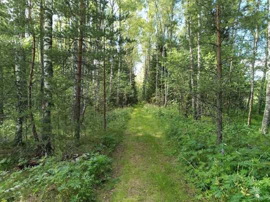 🌳 Друзья, приглашаю вас в незабываемый трекинг-поход по живописным лесам Владимирской области! 13 июля 2024..