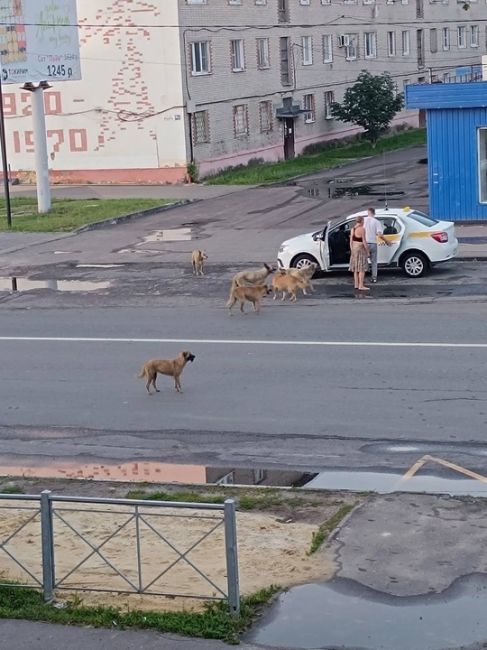 😨 В Подмосковье стая бродячих собак покусала маленького ребенка.  По словам очевидцев, ребенка спас..