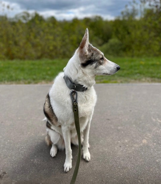 Пропала собака , зовут Варя ( 3 года) видели около 19.00 23 июля 
На СНТ Вишневый сад , собака контактная, огромная..