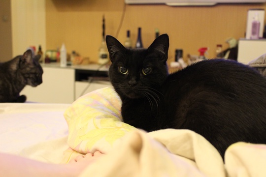 Балашиха-1, потерялась кошка, зовут Гера, чистая, упитанная, постоянно мяучет на..
