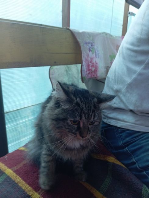 В районе Истомкино п. Кутузово ул. 6-ая колхозная найдена молодая кошка может кто-то ищет..