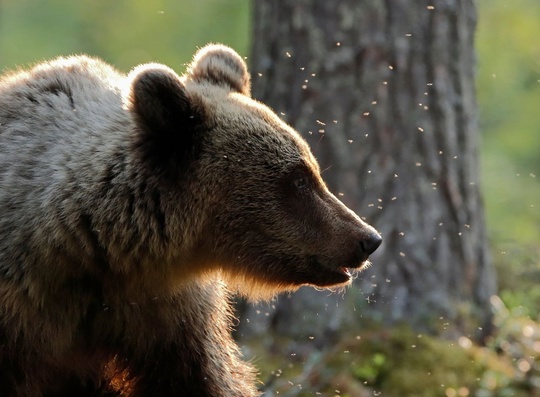 Медведь замечен в районе Торгашино, в ночь с 16-17 июля. Сообщает Мария Ульянова (фото, к сожалению, получились..