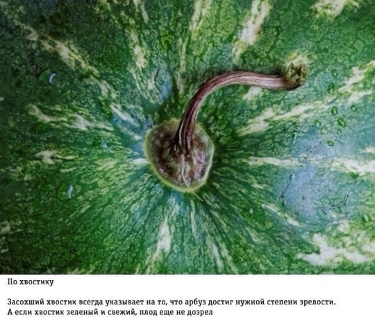 В Химках начался сезон арбузов 🍉  Напоминаем, как выбрать нормальный арбуз, а так же, где в Химках его..