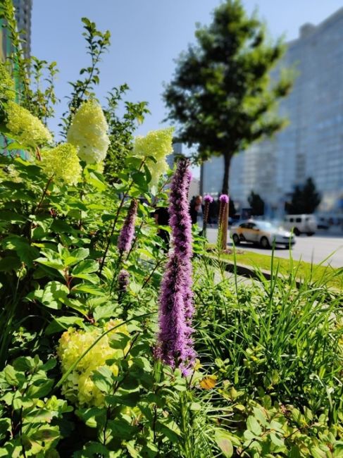 Цветочные композиции на Новом Арбате 🌸  Фото: Елена..