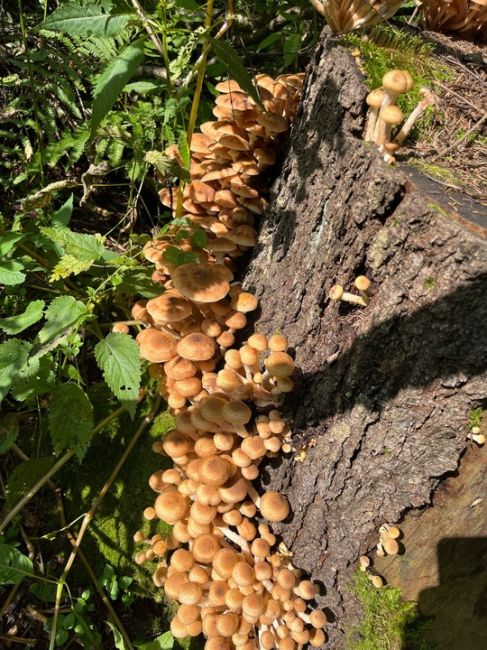 🍄Наш подписчик собрал много опят в Алабушево, Жилино и ВНИИПП. Грибов было очень много.  ТГК Живой..